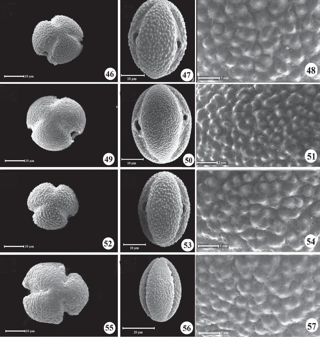 Pollen morphology of Centaurea L. (Asteraceae) in Iran Figures 46-57. Pollen grains (SEM) of species of Centaurea L. (Asteraceae). (46-48) C. geluensis; (49-51) C. imperialis; (52-54) C.