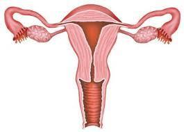 Low, medium, high dose Women without a uterus can use E products alone Women with a uterus must use a