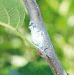 Independent Trial Results Woolly apple aphid (WAA) (Eriosoma lanigerum) Samurai as a foliar spray for woolly apple aphid DO NOT USE CONCENTRATE SPRAYS A SECOND SPRAY MAY BE REQUIRED CAN TIME TO