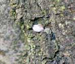 Mealybug Longtailed mealybug adults and crawlers (Pseudococcus longispinus) found in all states Tuber mealybug (Pseudococcus