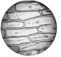 18 (c) Plant cells can be studied using microscopy. Fig. 4.2 Using a light microscope and a suitably calibrated graticule it is possible to calculate the field of view for each eyepiece lens.