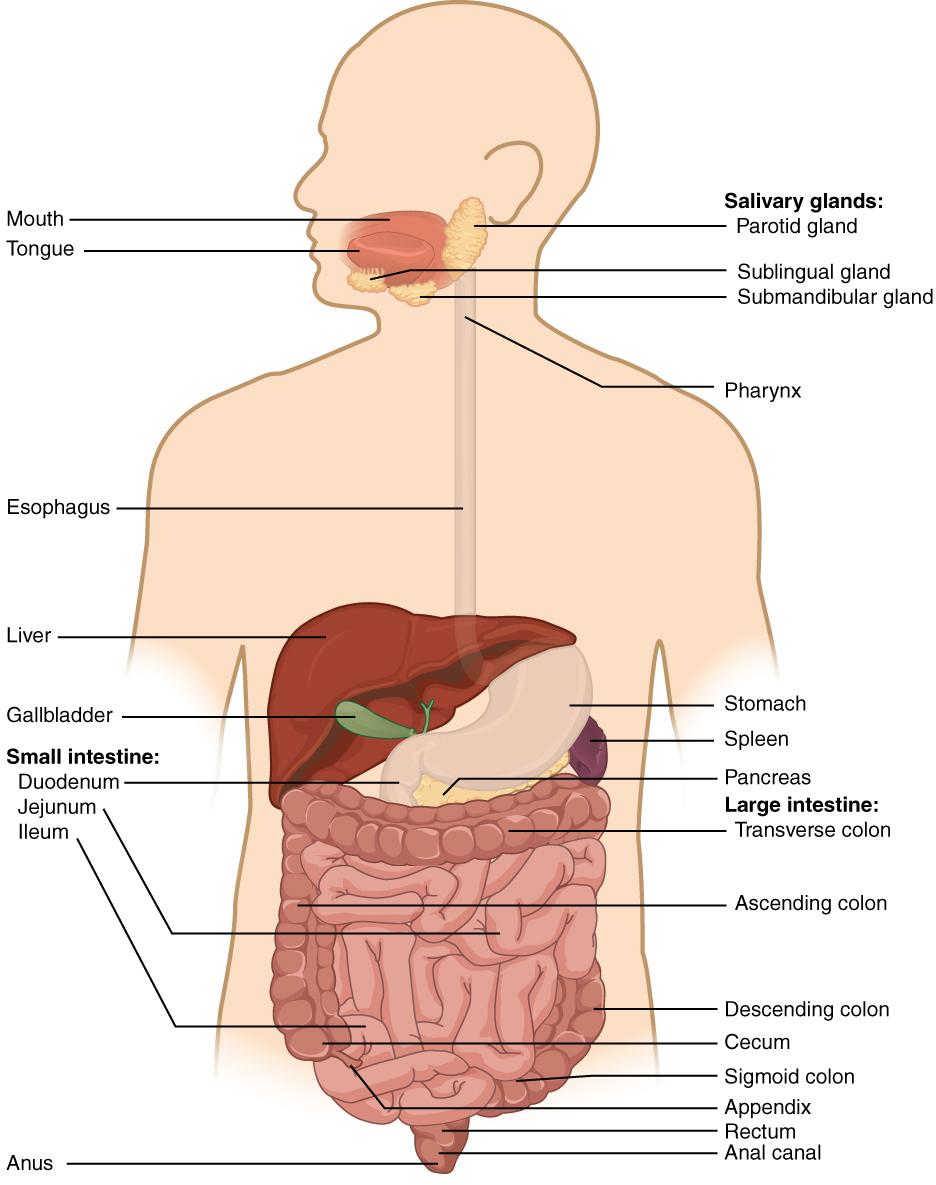 Overview of the Digestive System Bởi: OpenStaxCollege The function of the digestive system is to break down the foods you eat, release their nutrients, and absorb those nutrients into the body.