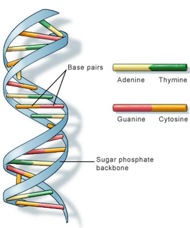 What is DNA? DNA, or deoxyribonucleic acid, is the hereditary material in humans and almost all other organisms. Nearly every cell in a person s body has the same DNA.