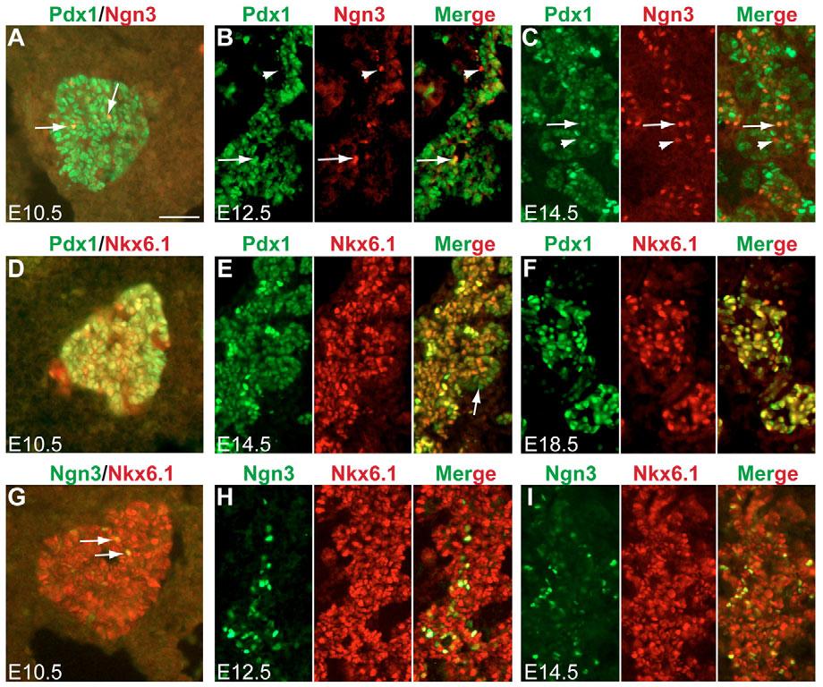 Nkx6.1 and Nkx6.2 specify beta-cells RESEARCH ARTICLE 2493 Fig. 1. Nkx6.1 is expressed in similar domains to Ngn3 and Pdx1 during pancreas development.