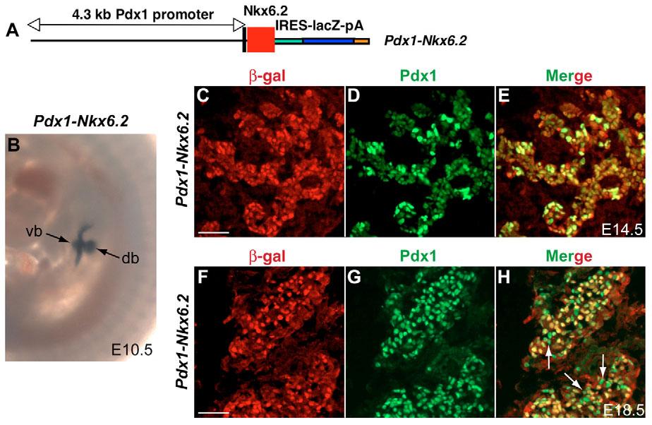2496 RESEARCH ARTICLE Development 134 (13) Fig. 5. Characterization of Pdx1-Nkx6.2 transgenic mice. (A) The Pdx1-Nkx6.2 transgene contains the Pdx1 promoter fused to Nkx6.