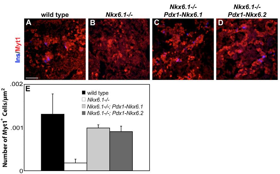 5 (E) compared to wild type (A,D). (C,F) Expression of the Pdx1-Nkx6.2 transgene in Nkx6.1 / embryos restores the formation of insulin + cells at E14.