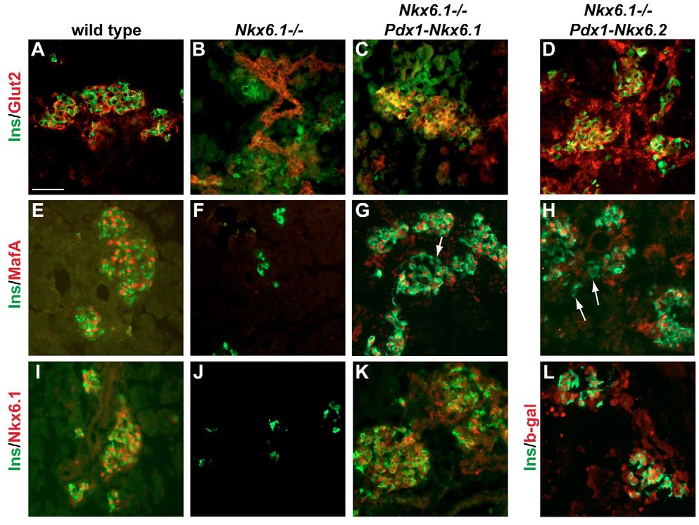 2498 RESEARCH ARTICLE Development 134 (13) Interestingly, although absent from beta-cells, strings of Glut2+ cells were found in the vicinity of the developing islets in Nkx6.1 / mutants (Fig. 8B).