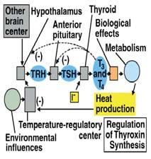 Thyroid Introduction to the thyroid: anatomy, histology, hierarchy, feed-back regulation, effect of T3- T4 on Na/K ATPase and uncoupling proteins