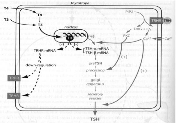TRH mechanism of (-) (+) TRH mechanism