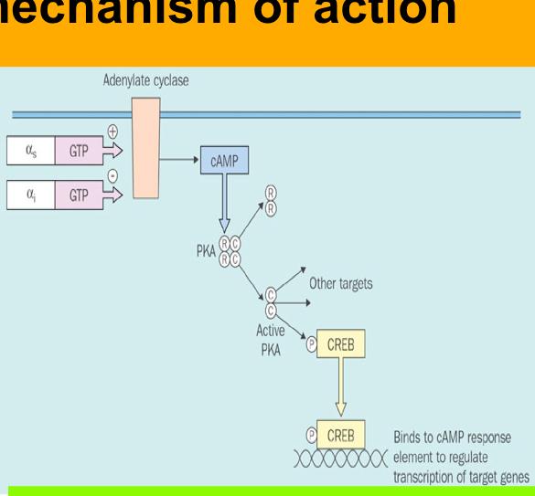 TSH mechanism of TSH mechanism of is associated with a GCPR linked to AC TSH mechanism of TSH hormone signal can be