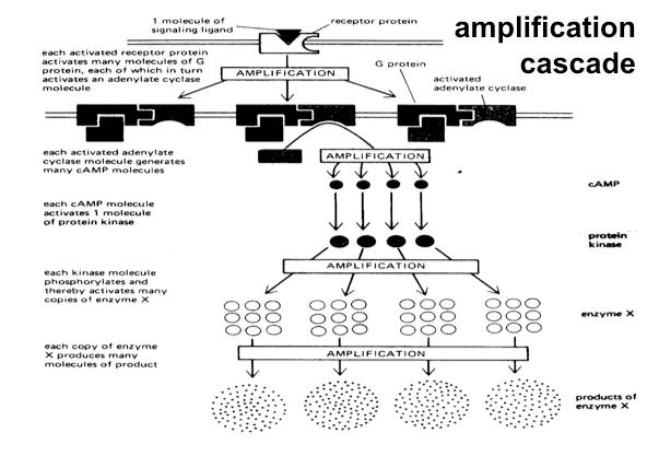 TSH mechanism of amplification cascade TSH