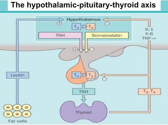 Introduction The hypothalamic-pituitary-thyroid axis The
