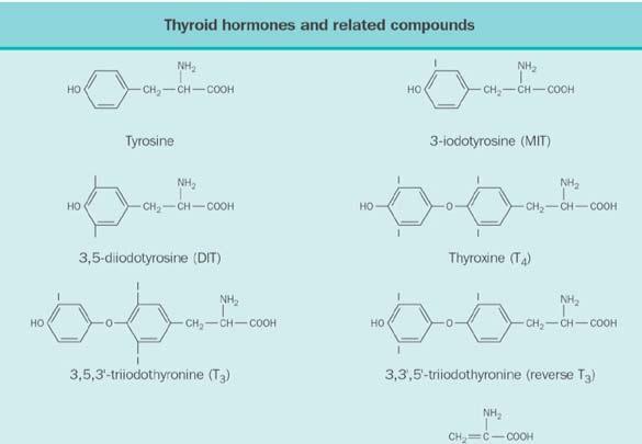feedbacks Biosynthesis of T3 - T4 Thyroid hormones and related