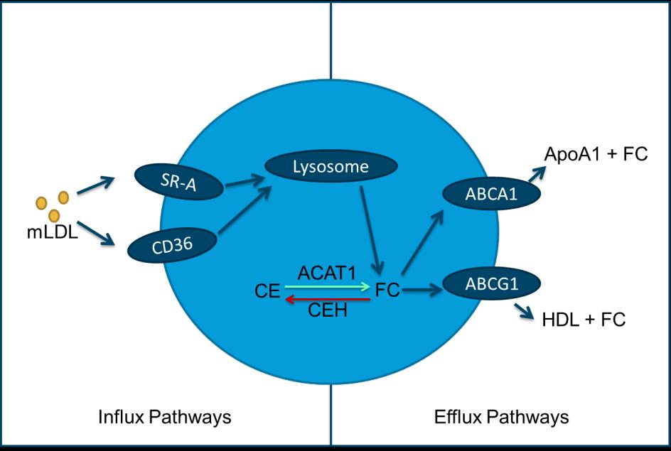 Expression of ABCA1, ABCG1, ACAT1, and CEH in THP-1 and ixmyelocel-t macrophages before and after lipid loading.