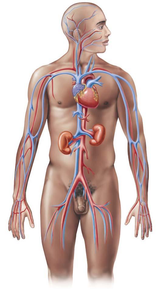The Cardiovascular System Arteries Arteries Carry blood away from heart Carotid arteries Deliver blood to the head and the brain Aorta Delivers blood to the body tissues Coronary arteries Deliver