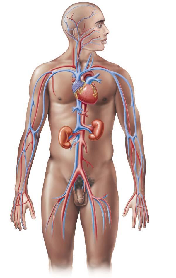 The Cardiovascular System Veins Veins Carry blood back to the heart Superior vena cava Carries blood from the upper body back to the heart Jugular veins Carry blood from head to the heart Pulmonary