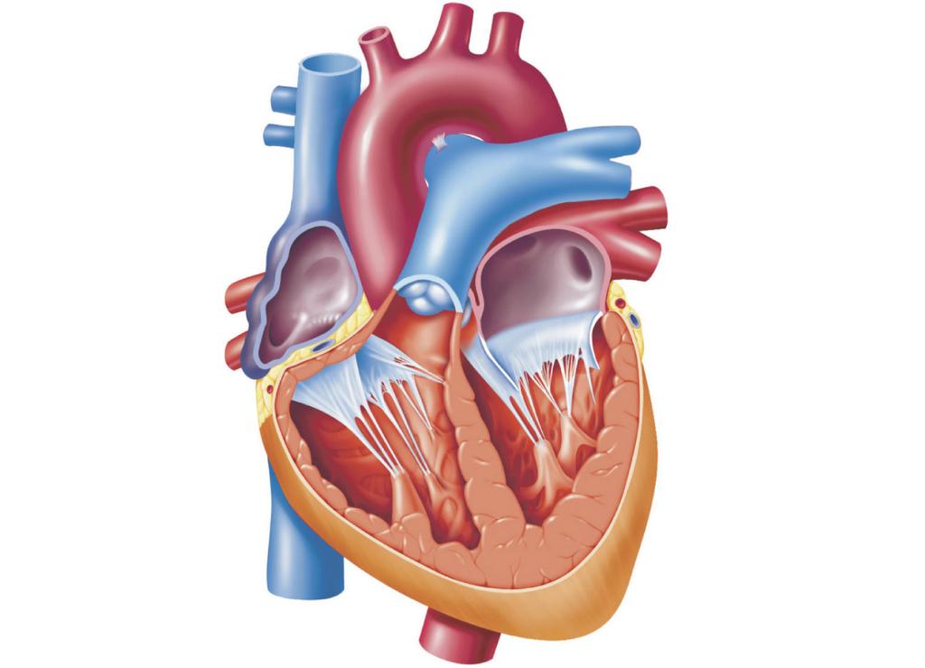 The Heart Superior vena cava Aorta Right pulmonary arteries Pulmonary semilunar valve Right atrium Right pulmonary veins Right atrioventricular valve (tricuspid valve) Chordae tendineae Right