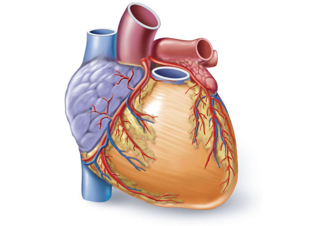 Coronary Circuit Superior vena cava Right coronary vein Right coronary artery Aorta Pulmonary