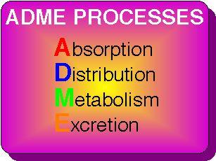 The four pharmacokinetic processes.