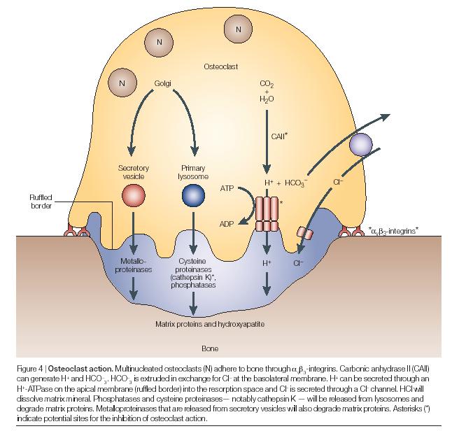 Osteoclast: Multinucleated giant cells 4-20 nuclei in vivo Calcitonin receptor Vitronectin Regulation: Estrogens PTH
