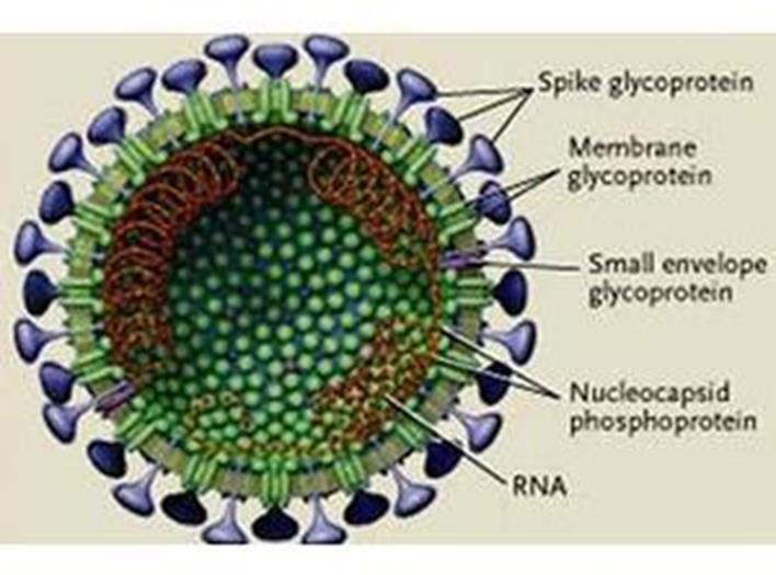 Corona Virus RNA>> enveloped>> ss Coronaviruses are named for the crown-like spikes on their surface Coronaviruses are a