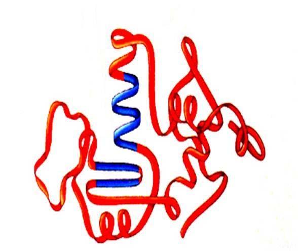 Structure 3 D folding of protein chain Held together by H