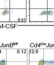 JunB fl/fl mice were activated under T H 17( ) )- or T H 17(