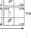 (g) Naive CD4 + T cells were activated in the presence of TGF-