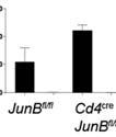 of expression in Cd4 Cre JunB