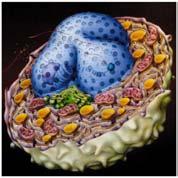 Eukaryotic cell The Cell Organelles Enclosed by plasma membrane Subdivided into membrane bound compartments - organelles One of the organelles is membrane bound