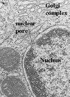 The nucleus: control center of the cell Largest organelle First described by Robert Brown in 1831