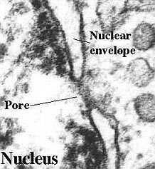 Contains nuclear pores Nuclear pores are place of selective transport between cytoplasm and inside