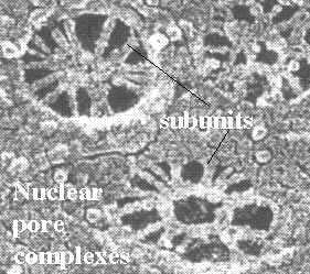 pore SEM photo of nuclear pores Nuclear pore is a selectivity filter A ring of 8 subunits Each