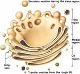 Golgi complex Lysosomes: recycling centers of the cell Three defined regions Cis - fusion with ER (entry) Medial Trans - place of budding secretory vesicles (exit) Each region contains different set