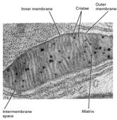 Mitochondrion: the cell s chemical furnace Place of oxidative metabolism and ATP production