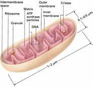 Mitochondria Two membranes of different composition and properties Outer membrane Inner membrane