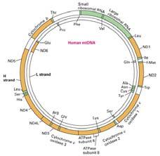 (nongenomic) Mitochondria contain multiple mtdna molecules Genes in mtdna exhibit cytoplasmic