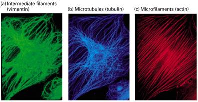 Microfilaments Intermediate filaments Microtubules All are protein polymers Three different types of cytoskeletal fibers Cytosol (cytoplasm) The portion of the cell enclosed