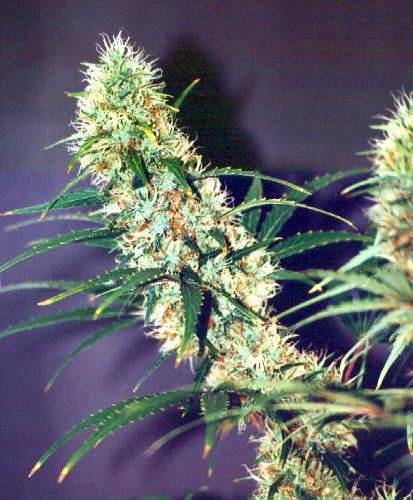 Cannabis and cannabinoids Cannabis (plant) contains