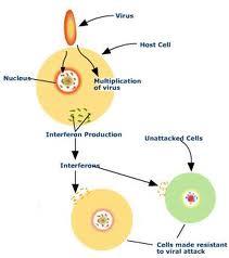 Interferons Interferons: proteins produced by some host cells to interfere with the creation of viral