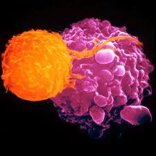 Specific Defenses: The Immune System What is the