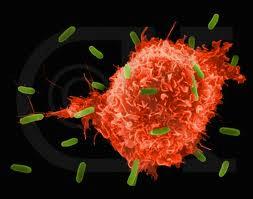 Humoral Immunity Fights pathogens through antibodies that circulate in the blood and lymph The response is activated when antibodies on