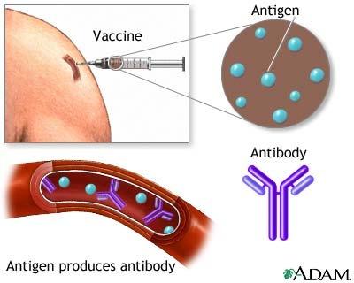 Vaccines A weakened or killed pathogen (or part of one) is injected into a