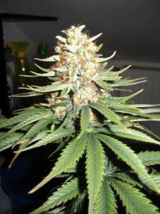 Hybrids: A genetic cross-strain usually between the common cannabis sativa and cannabis indica strains.