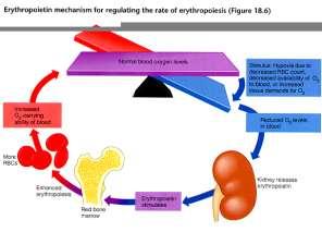 Factors requires for Erythropoiesis contd.