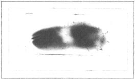 610 Ρ Sridhar et al Figure 5. Whole body fluorescence of Spodoptera larvae infected with a recombinant baculovirus containing firefly luciferase gene.