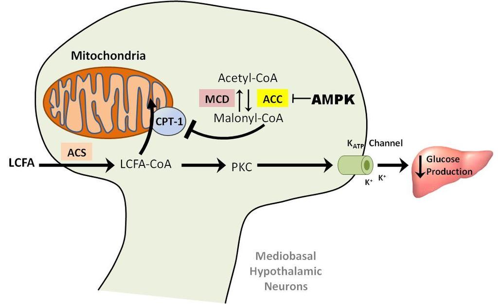 10 Figure 1. Fatty Acid Sensing in the Hypothalamus.