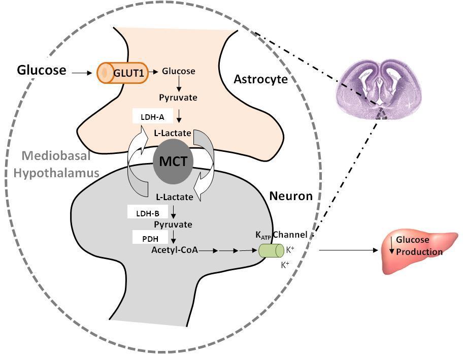 13 Figure 2. Glucose Sensing in the Hypothalamus.