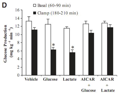 53 A B C D Figure 9. Hypothalamic administration of AICAR, the pharmacological activator of AMPK, negates the ability of hypothalamic glucose/lactate-sensing mechanisms to decrease glucose production.