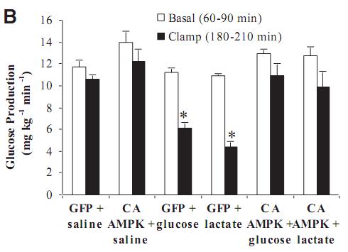 55 Figure 10. Hypothalamic administration of the constitutively active form of AMPK (CA AMPK) negates the ability of hypothalamic glucose/lactate-sensing mechanisms to decrease glucose production.